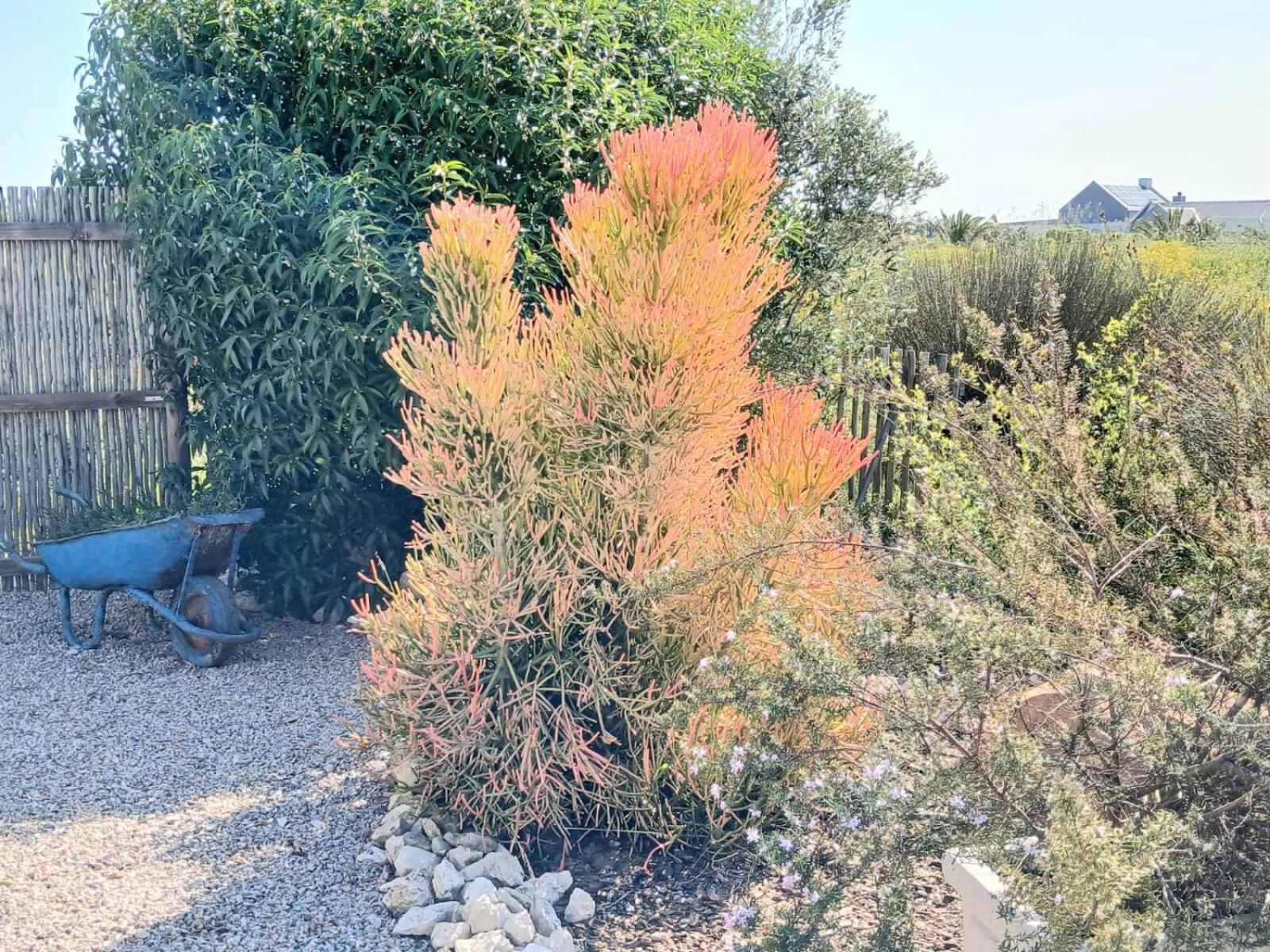 Camelot Cottages Langebaan Eksteriør billede